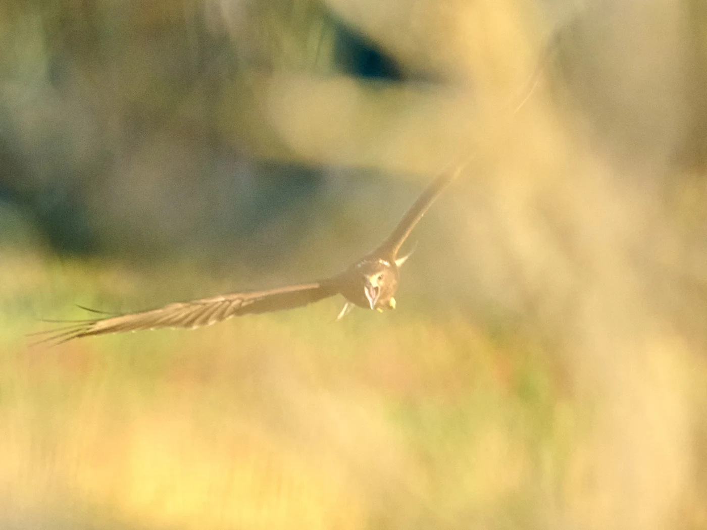Wildlife