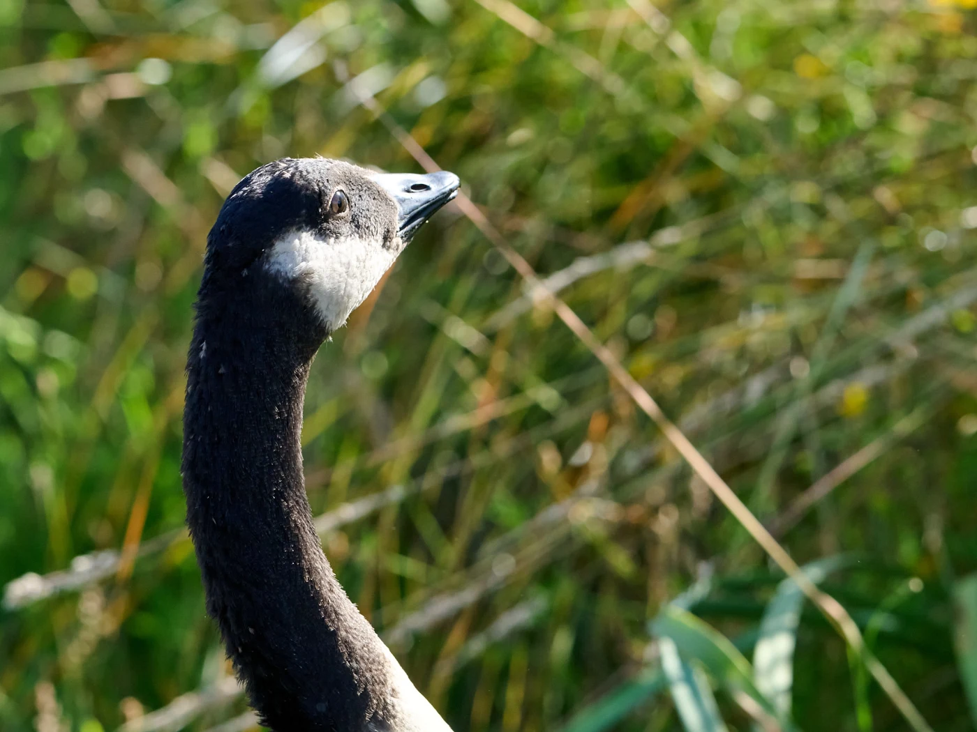 Wildlife