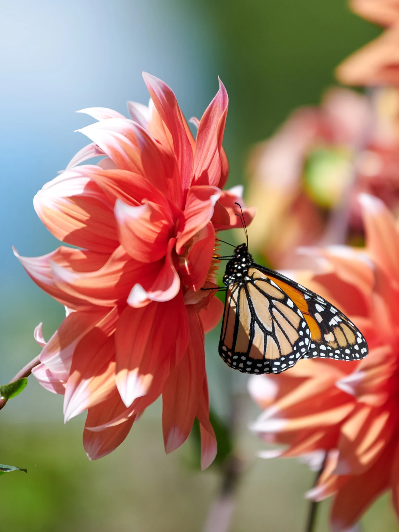 Macro